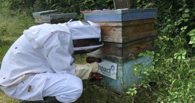 un toit pour les abeilles